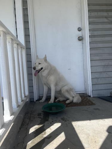 Lost Female Dog last seen Near and West Temple, South Salt Lake, UT 84115