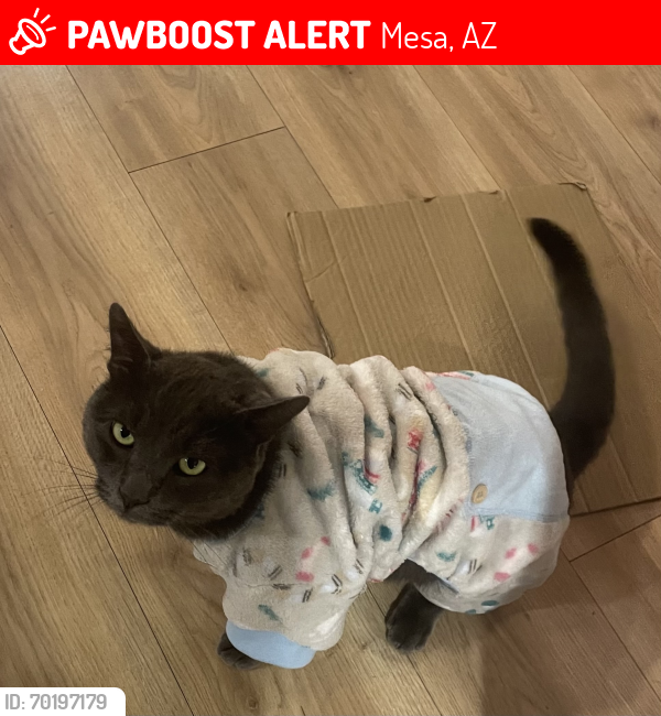 Lost Male Cat last seen E Holmes Ave Mesa Az , Mesa, AZ 85209