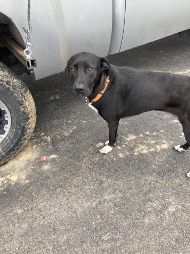 Lost Female Dog last seen Interstate 8 exit 151, Phoenix, AZ 85042