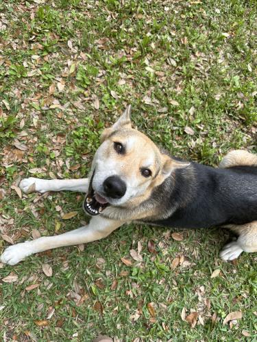 Lost Male Dog last seen CR 223 & 2004, Clute, TX 77531