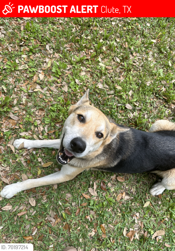 Lost Male Dog last seen CR 223 & 2004, Clute, TX 77531