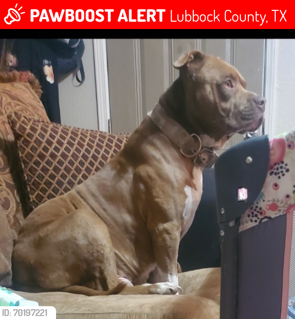 Lost Male Dog last seen Fm 41, Lubbock County, TX 79423