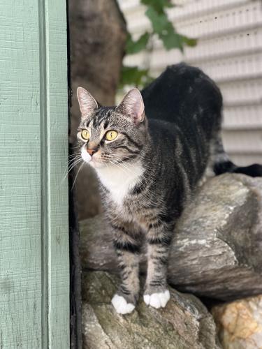 Lost Female Cat last seen She stays close to home and was on our front porch at 11 Laird Street., West Lawn, PA 19609