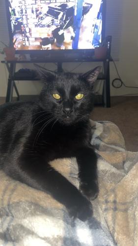 Lost Male Cat last seen Forest hills trailer park, Loves Park, IL 61111