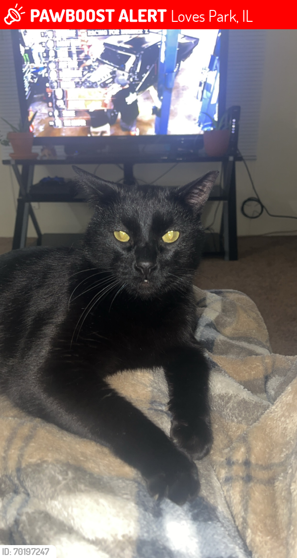 Lost Male Cat last seen Forest hills trailer park, Loves Park, IL 61111