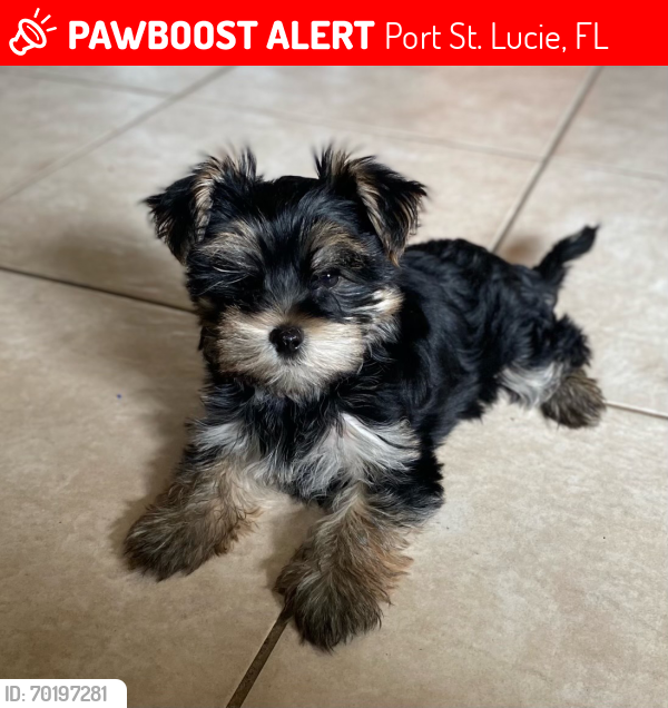 Lost Female Dog last seen Sw dwight ave port st lucie, Port St. Lucie, FL 34983