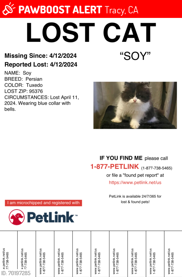 Lost Male Cat last seen By Ringer Chiropractor, Tracy, CA 95376