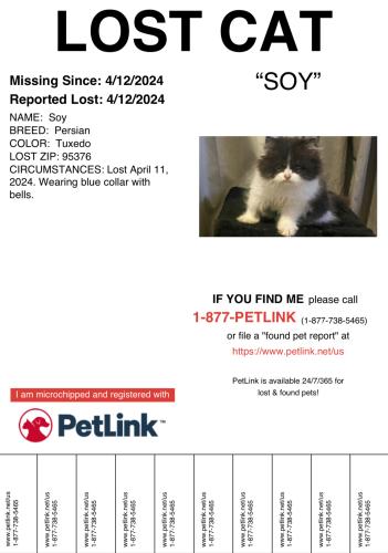 Lost Male Cat last seen By Ringer Chiropractor, Tracy, CA 95376