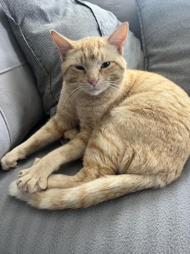 Found/Stray Male Cat last seen Cooper and greenoak , Arlington, TX 76015