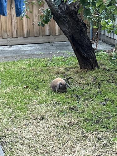 Lost Male Rabbit last seen Near commercial road Footscray, across from the primary school , Footscray, VIC 3011
