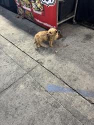 Reunited Male Dog last seen Hope St & Santa Fe Ave, Florence-Graham, CA 90255, USA, Huntington Park, CA 90255