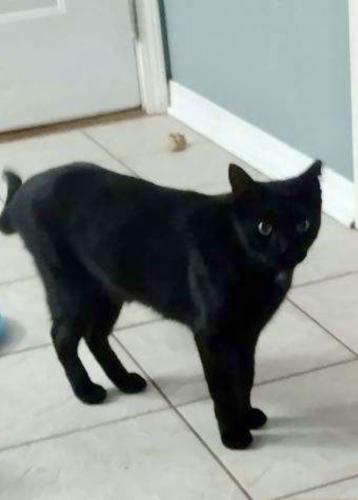 Lost Male Cat last seen Lewis Street and Davis Highway, Ferry Pass, FL 32514