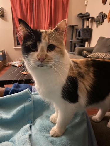 Lost Female Cat last seen Hickory Hill Dr and Cheyenne Meadows, Colorado Springs, CO 80906