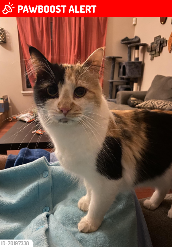 Lost Female Cat last seen Hickory Hill Dr and Cheyenne Meadows, Colorado Springs, CO 80906