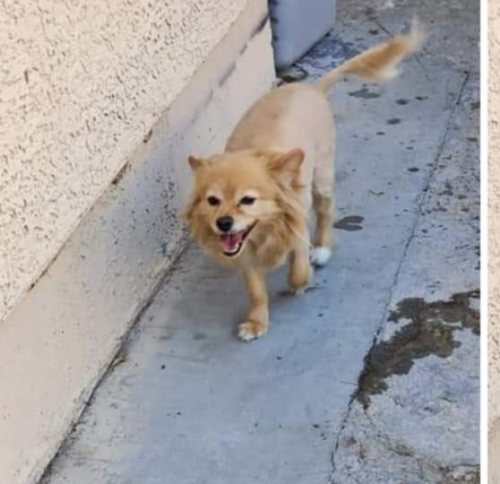 Lost Male Dog last seen Near lillis avenue, North Las Vegas, NV 89030