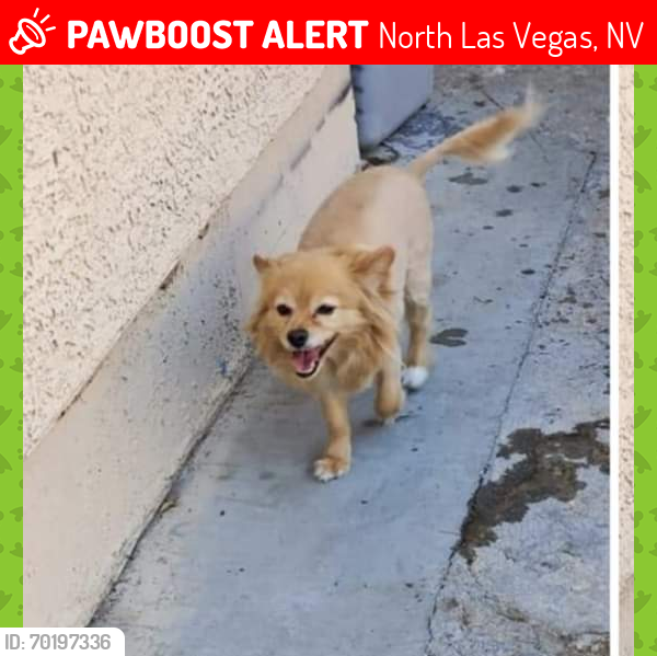 Lost Male Dog last seen Near lillis avenue, North Las Vegas, NV 89030
