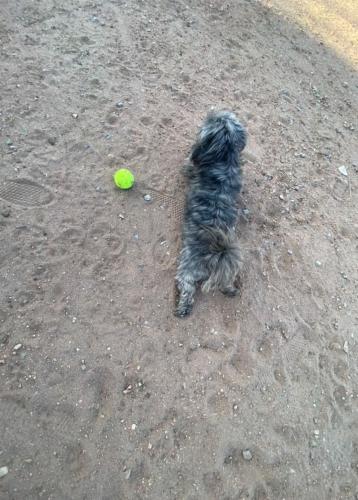 Lost Male Dog last seen Alvis & Raymac , Albuquerque, NM 87105
