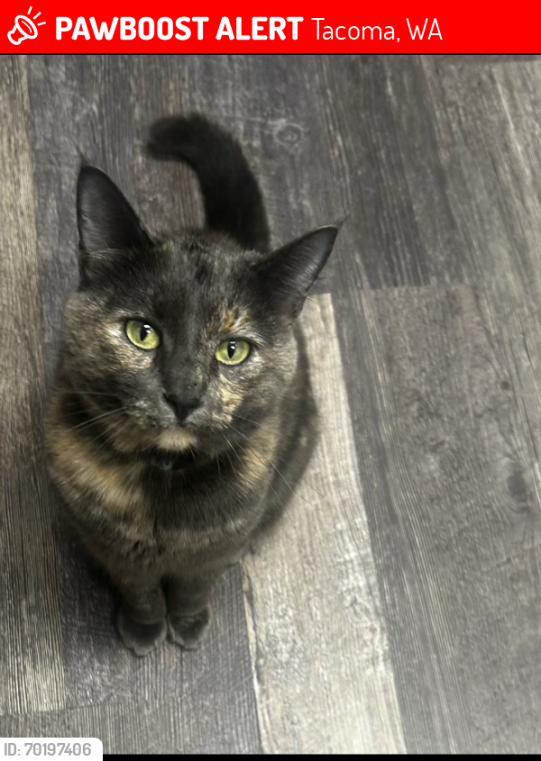 Lost Female Cat last seen 98th & 19th Ave E, Tacoma, WA 98445