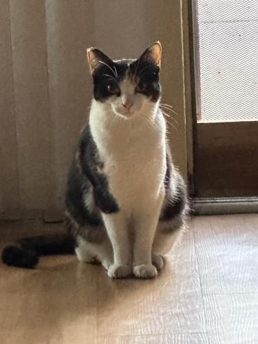 Lost Female Cat last seen Montejo apmts’s , Garden Grove, CA 92844