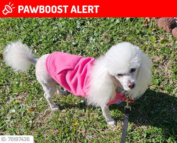 Lost Female Dog last seen Lakewood Subdivision , Lakewood Estates, NC 27603