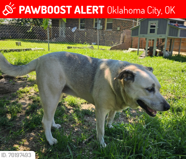 Lost Female Dog last seen Britton and  Kelly st, Oklahoma City, OK 73114