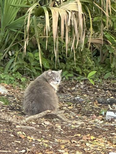 Found/Stray Unknown Cat last seen Broken Sound x Yamato Road - Boca Raton, Boca Raton, FL 33486