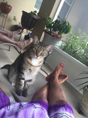 Lost Male Cat last seen Sunbow Ave and Hunley Ave, Apopka, FL 32703