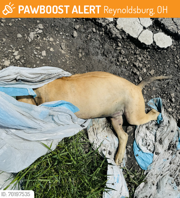 Found/Stray Unknown Dog last seen Off of refuge Rd by railroad tracks, Reynoldsburg, OH 43068