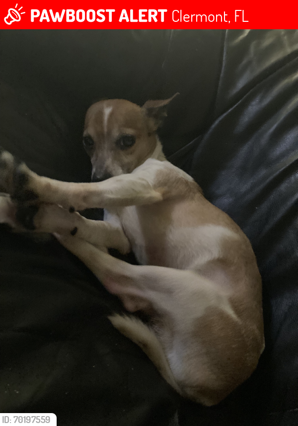 Lost Male Dog last seen orlando cat cafe, Clermont, FL 34714