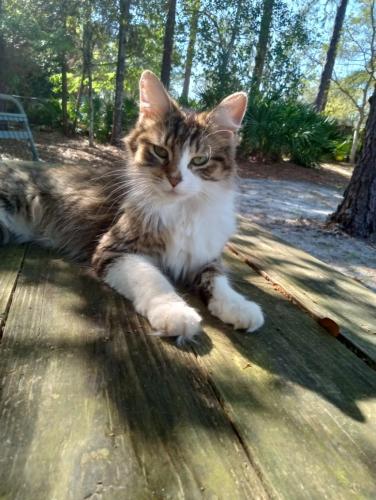 Lost Female Cat last seen Salamanca and Nevada , Navarre, FL 32566