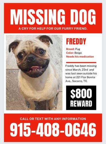 Lost Male Dog last seen Socorro, Socorro, TX 79927