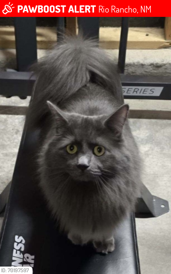 Lost Female Cat last seen Strawberry drive and 19th Ave , Rio Rancho, NM 87144