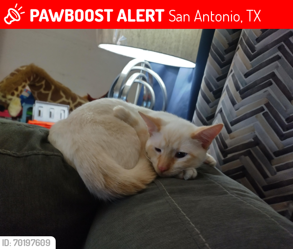 Lost Male Cat last seen Pleasanton and Hawthorne St , San Antonio, TX 78214