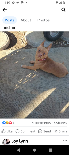 Lost Male Dog last seen Near n Watson Rd , Arlington, TX 76006