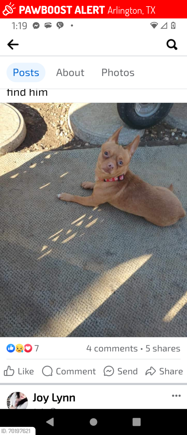 Lost Male Dog last seen Near n Watson Rd , Arlington, TX 76006