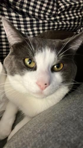 Lost Male Cat last seen Liverpool St and Lincoln Ave, Port Coquitlam, BC V3B 3W3