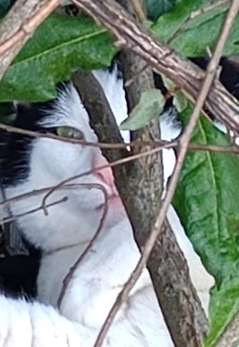Lost Male Cat last seen Indiana Vet, Winston-Salem, NC 27106