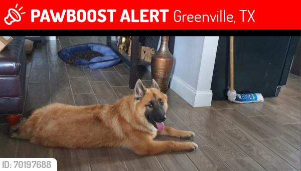 Lost Male Dog last seen Morgan st & Lee st, Greenville, TX 75401