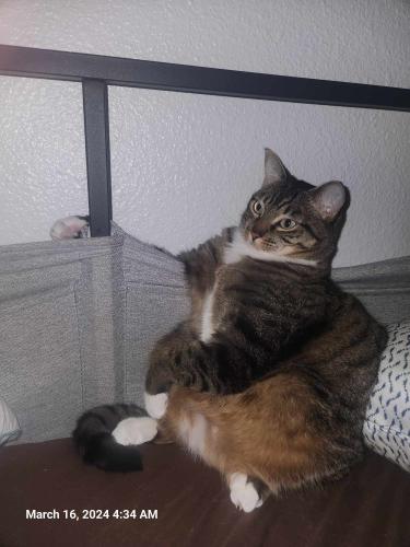 Lost Female Cat last seen 47th and Grove at the apmts by the church., Marysville, WA 98270