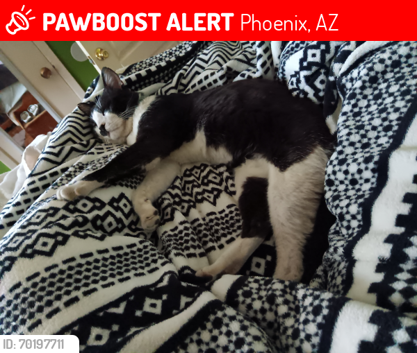 Lost Male Cat last seen Near n 54th ave Phoenix az, Phoenix, AZ 85035