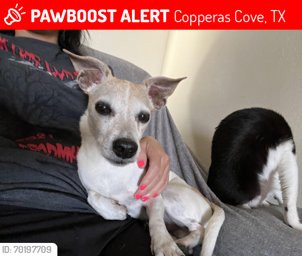 Lost Male Dog last seen Cooperas cove high school , Copperas Cove, TX 76522