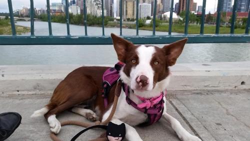 Lost Female Dog last seen North side only meters out front of Walmarts Entrance, Calgary, AB T2J 0P7