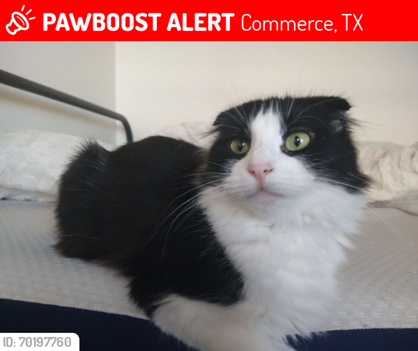 Lost Female Cat last seen Culver St, Commerce, TX 75428
