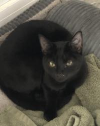 Reunited Male Cat last seen Flora road , Essex, England CM8 2XJ