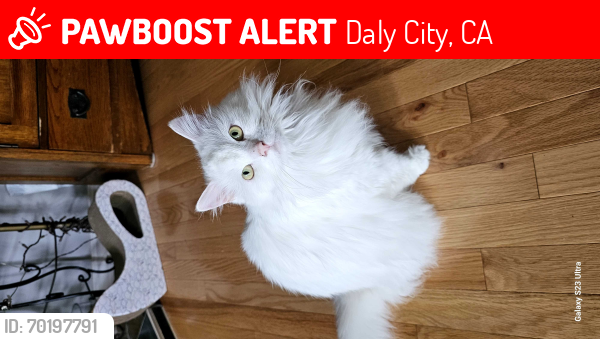 Lost Female Cat last seen Belcrest/skyline, Daly City, CA 94015