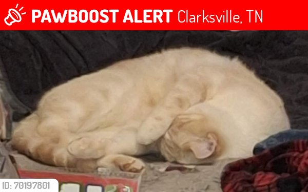Lost Male Cat last seen River Rd, Clarksville, TN 37040