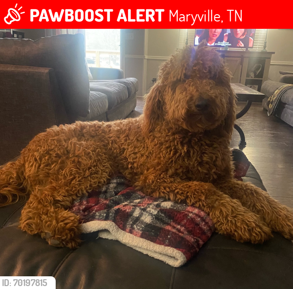Lost Female Dog last seen Memorial Drive, Maryville, TN 37803