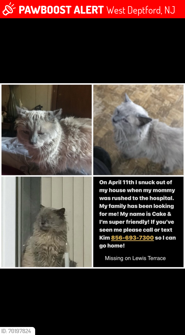 Lost Male Cat last seen Lewis Terrace and Hessian , West Deptford, NJ 08066