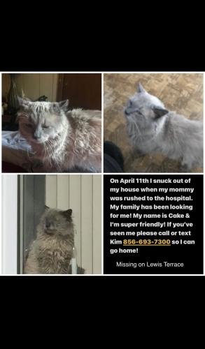 Lost Male Cat last seen Lewis Terrace and Hessian , West Deptford, NJ 08066