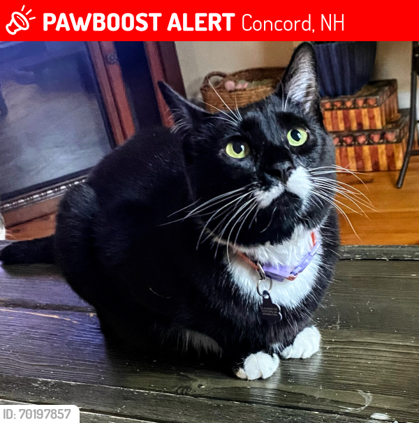 Lost Female Cat last seen Dankin St. Concord NH, Concord, NH 03301